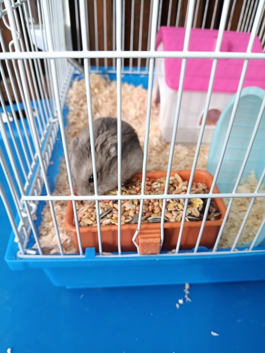 Se vinde ce se vede în poza