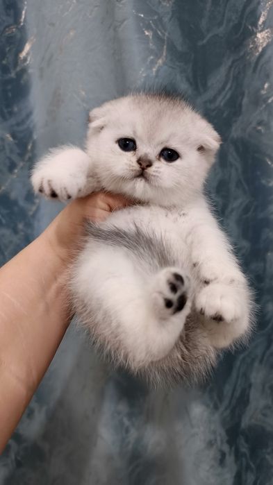 Продаётся чистокровный шотландский котёнок скоттиш-фолд