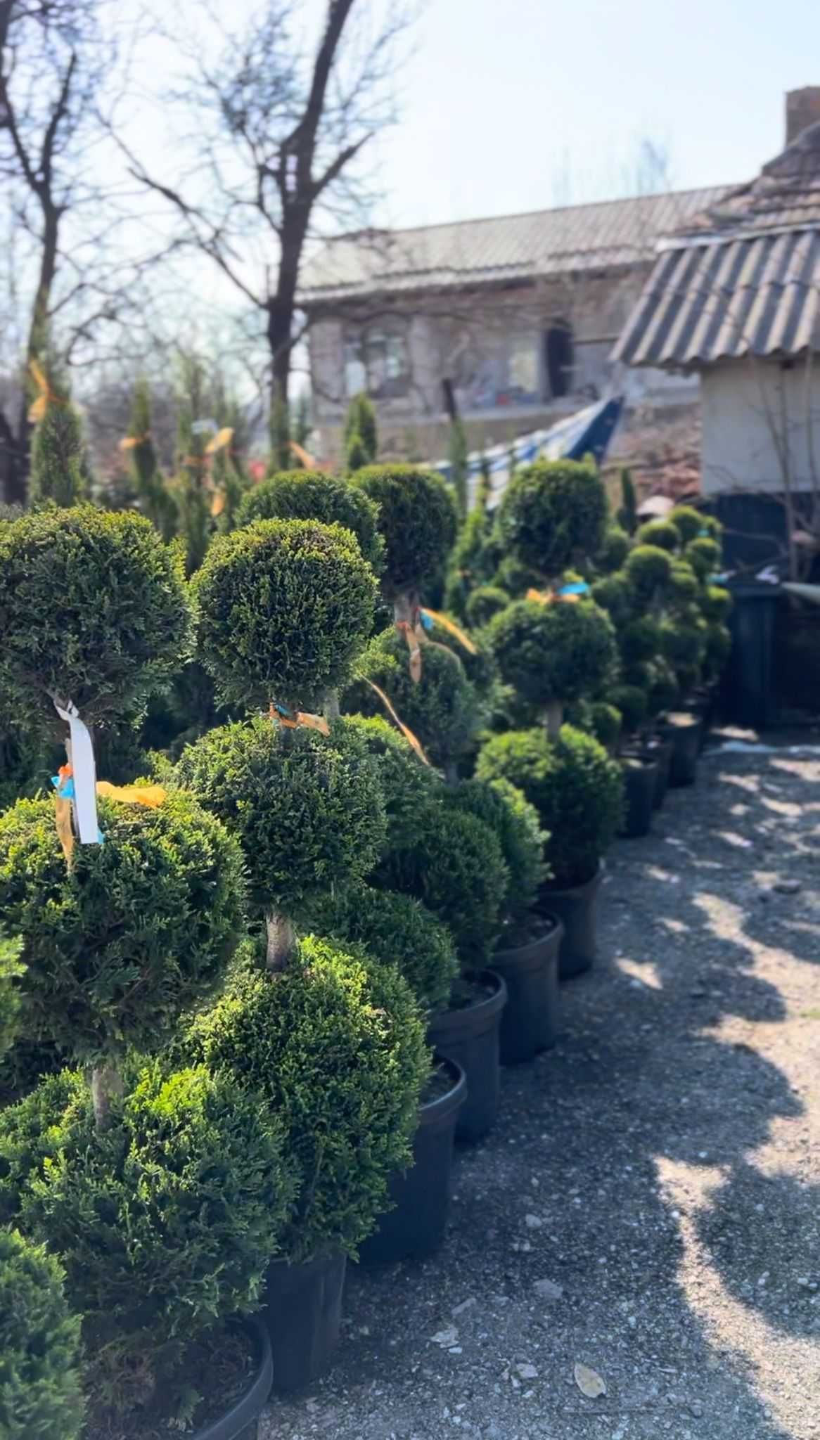 Olea Europaea – Măslini Seculari cu trunchi impresionant