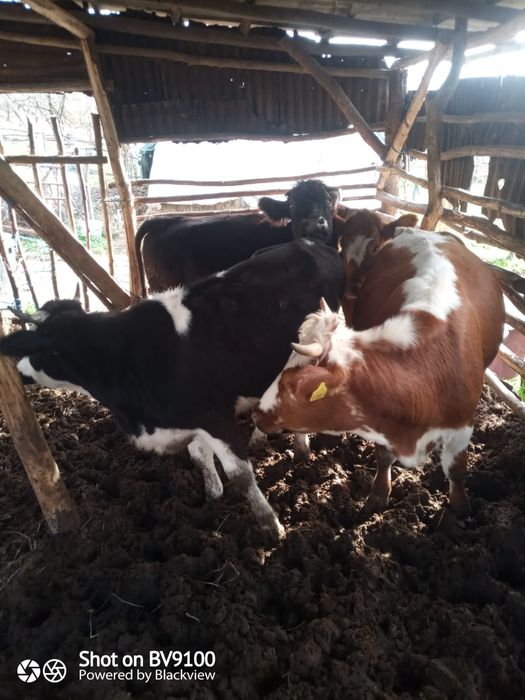 Vaca și jurinci la vânzare