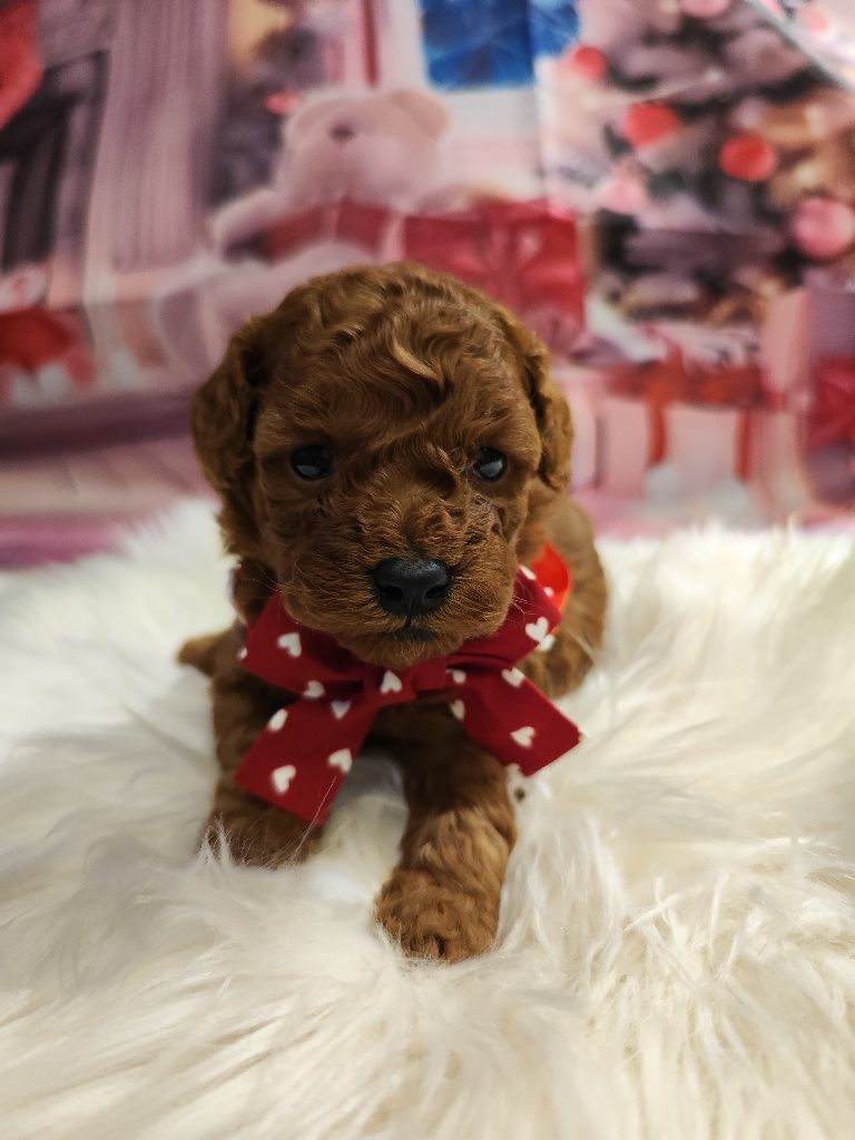 Той Пудел/ Tea cup poodle"ТОП " с Родословие