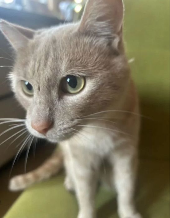 Отдам бесплатно котёнка