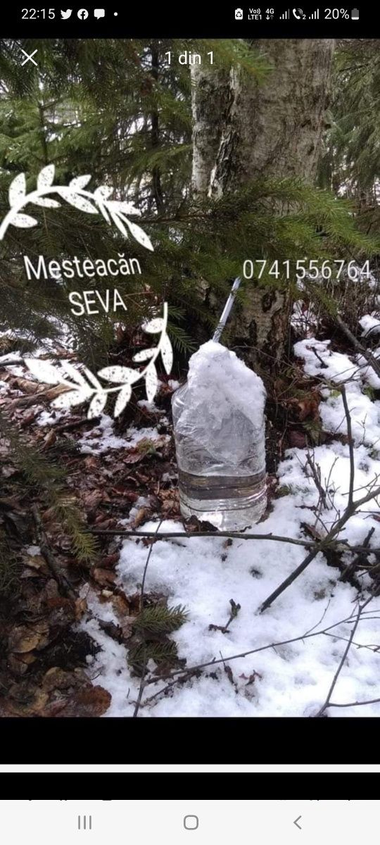 Seva de mesteacăn stabilizată