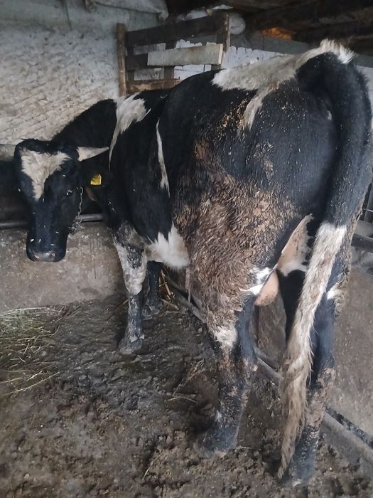 Tauras de vânzare mai multe detalii la telefon