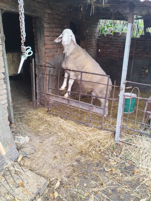 Продавам мъжки телета. Продавам мъжки овен за разплод