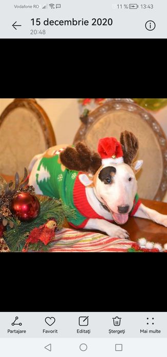 Haină de Crăciun pentru câini