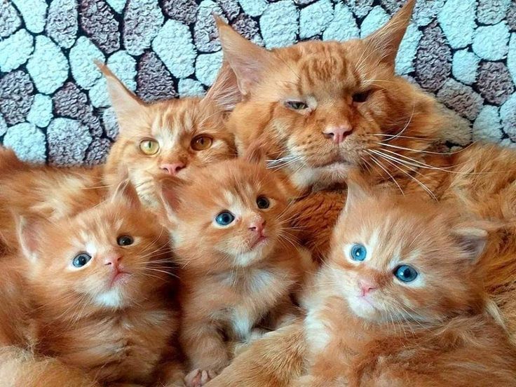 Отдам котят в добрые руки