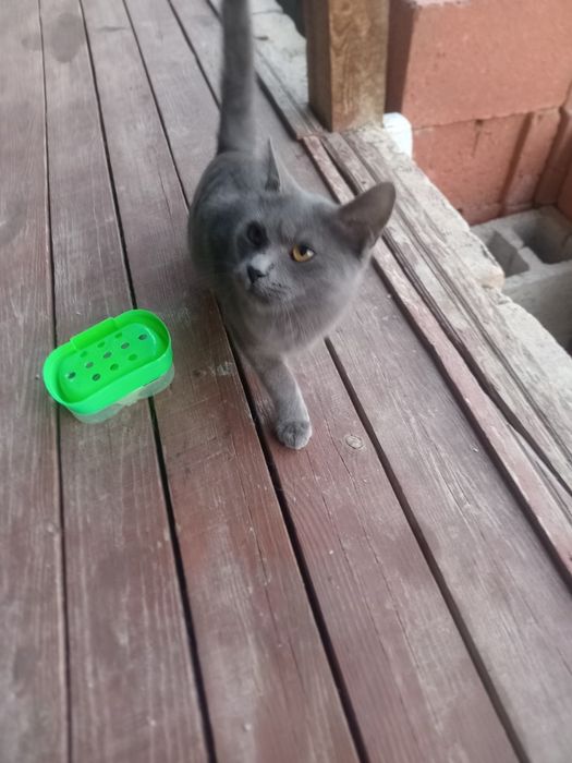 British shorthair mushuk