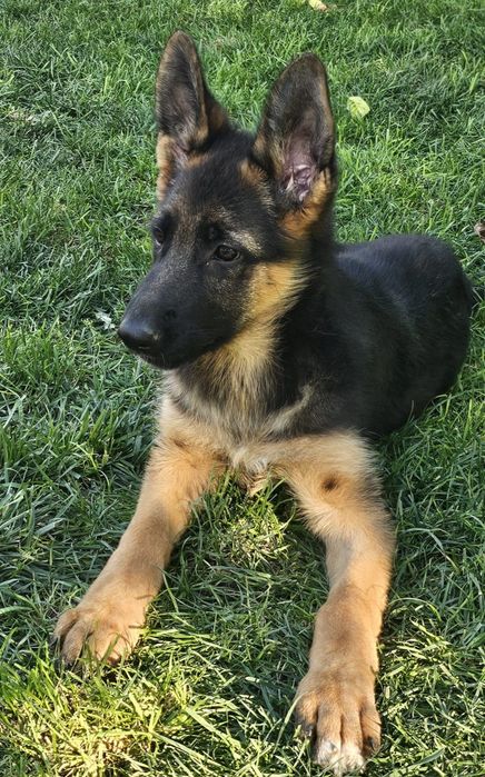 Catei 1-6 luni, vaccinati si deparazitati.