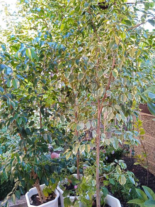 Продавам лимон,бенджамин,китайска роза