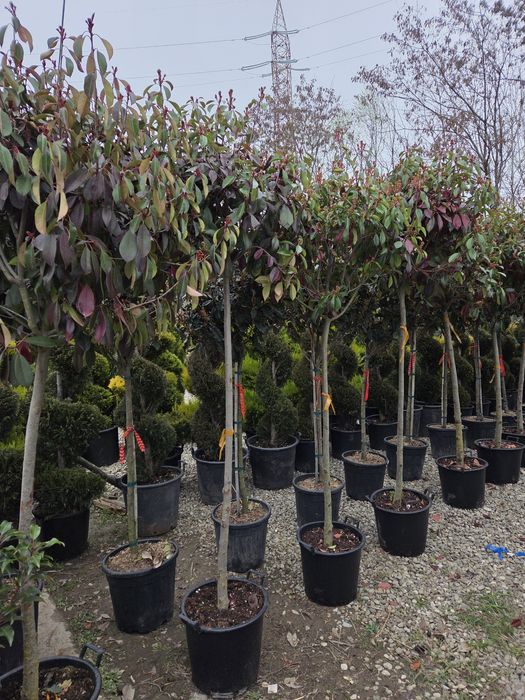 Vindem Magnoli Grandiflora Palmieri etc