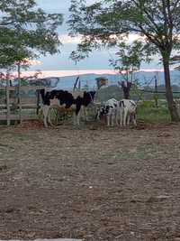 Vaca cu vițel la 2 fatare