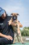 Ciobanesc Malinois cu Pedigree