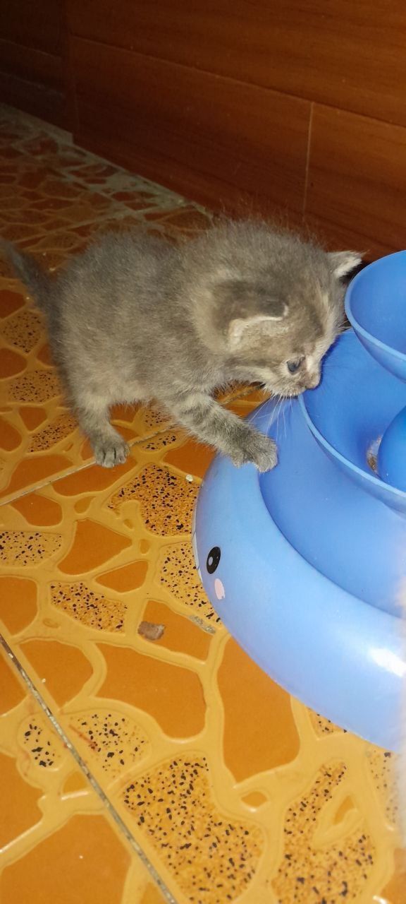 Котята здоровые чистые