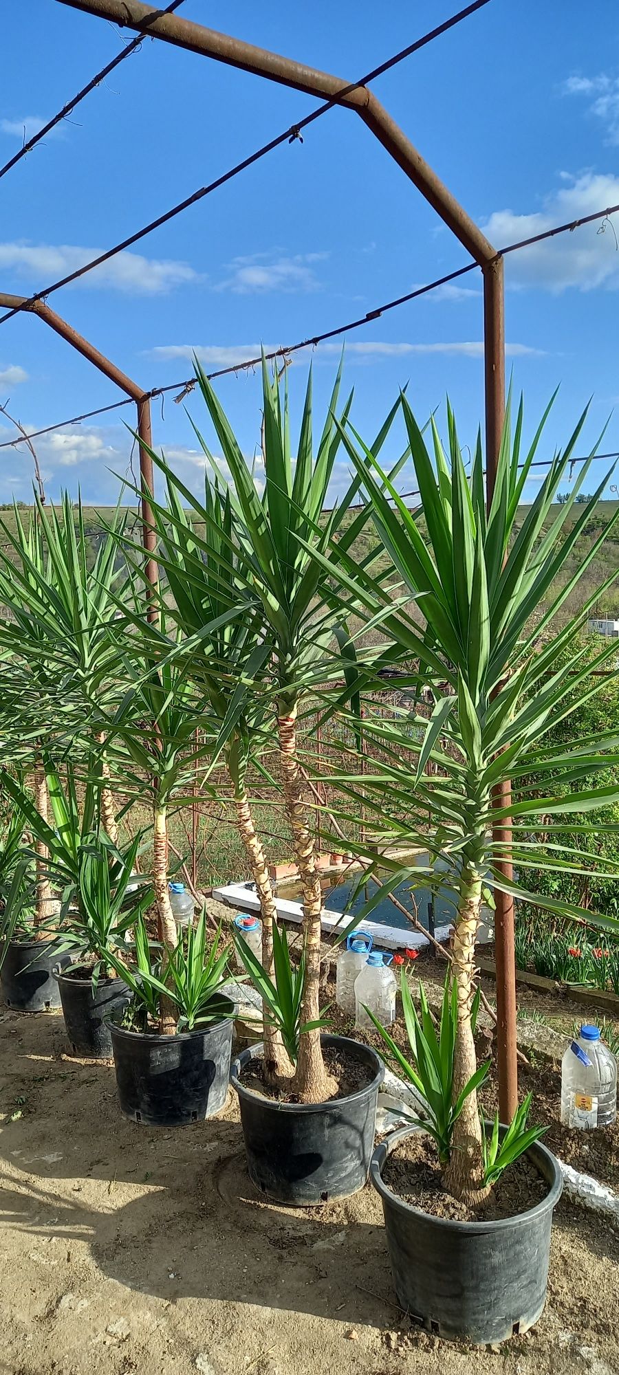 Yucca de vanzare