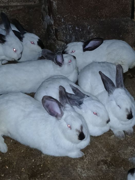 Iepurași de vânzare