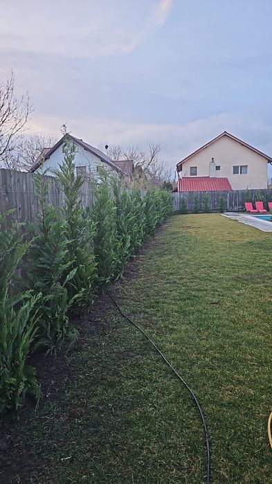 Chiparosi pentru gard viu