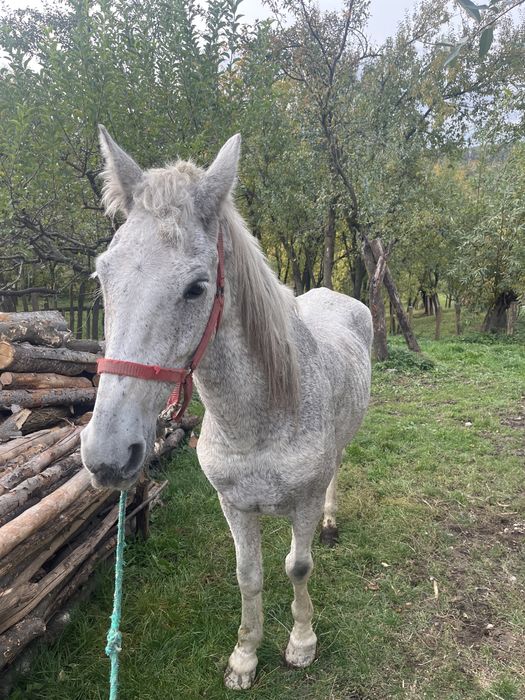 Cal de vanzare de padure sau pentru un om batran