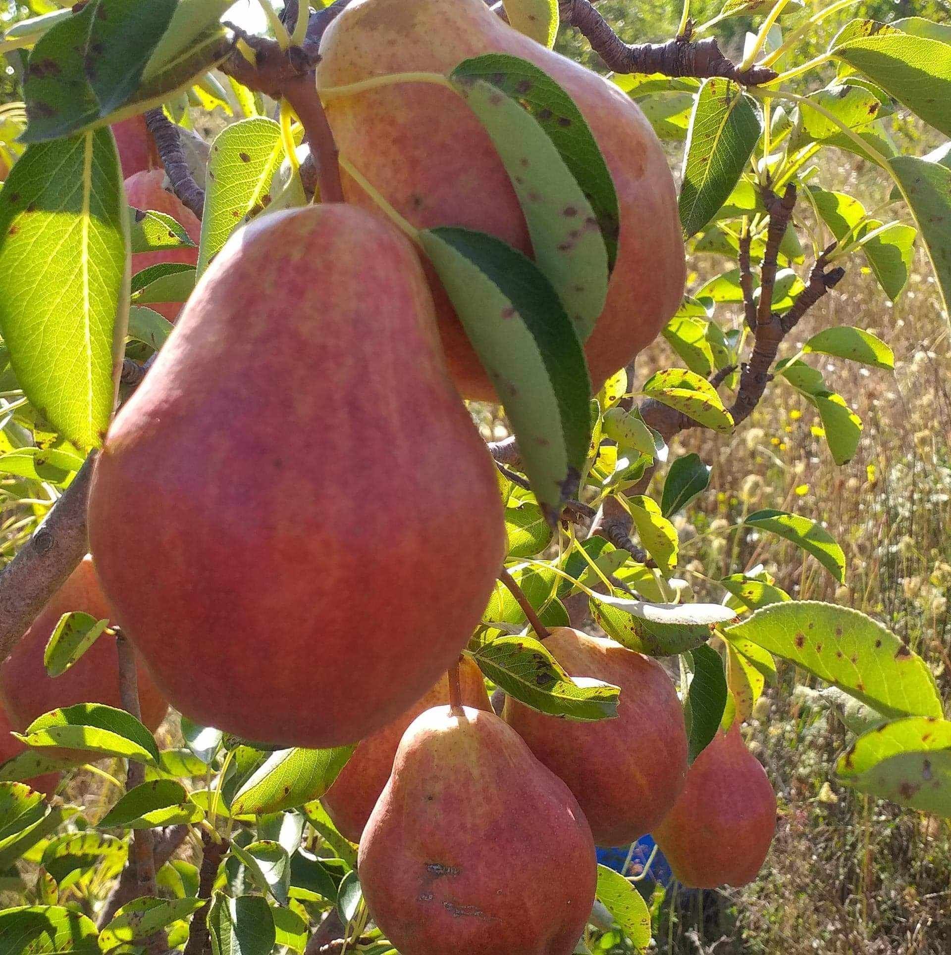 Pomi fructiferi-pepiniera autorizata
