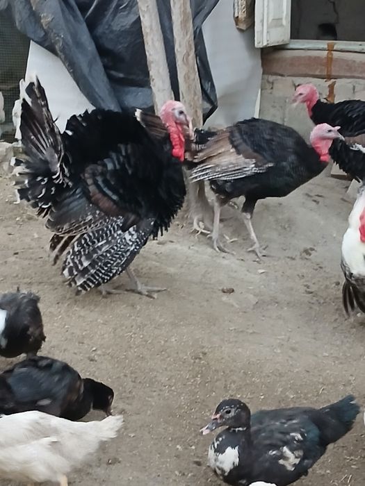 Soʻyishga tayyor boʻlgan