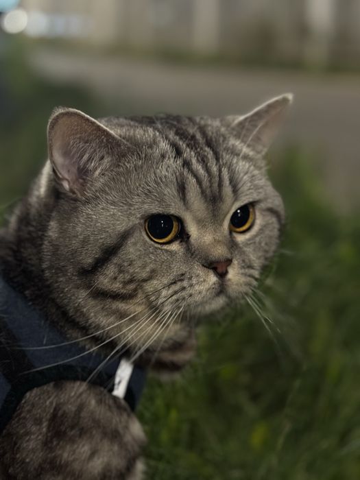 Вязка чистокровного британца!