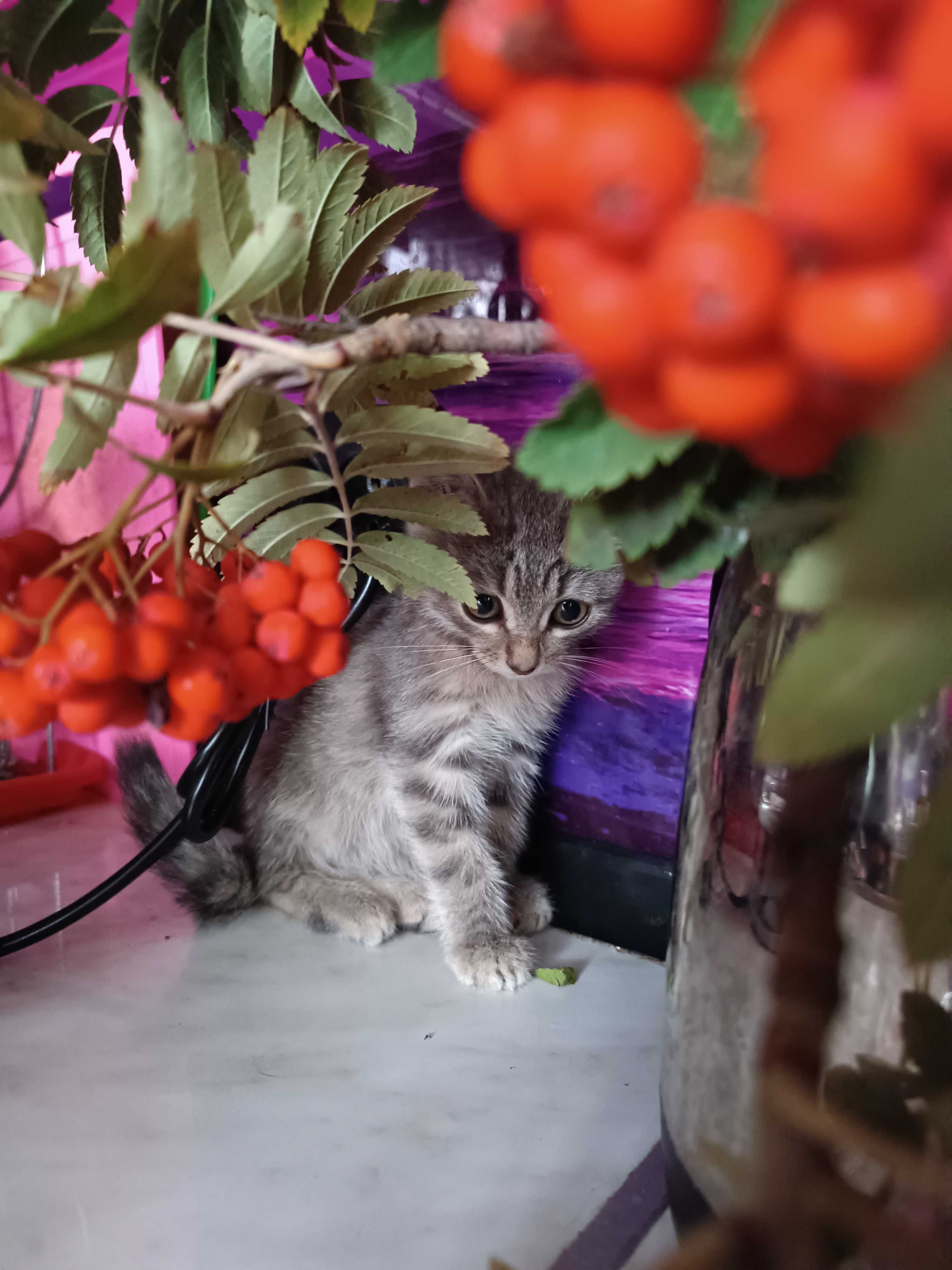 САНДРА  – имя, котенок 1,5 мес.