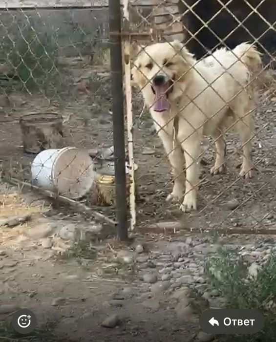 Ит сатылады. 1.5 ж