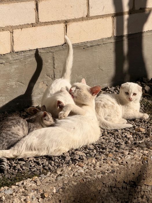 Отдадим котят очень красивые