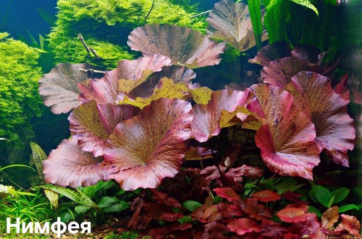 Растения аквариума без Со2