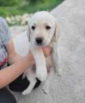 Labrador retriveri