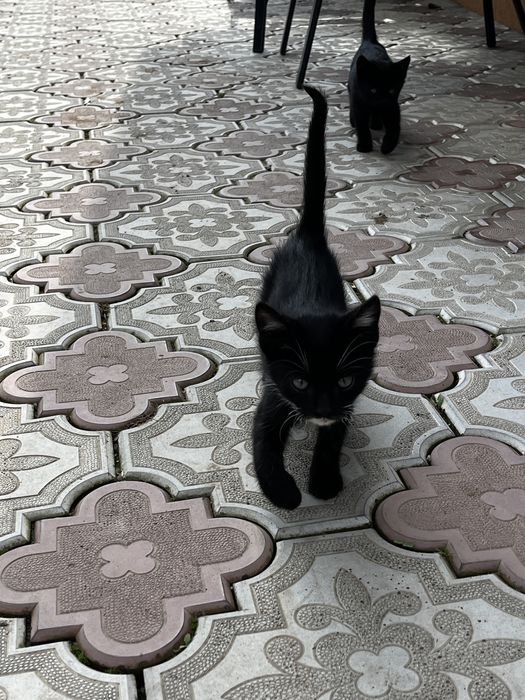 donez pui de pisica motan