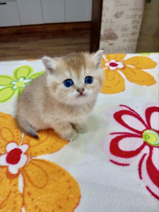 Британская короткошерстная ! Золотая шиншилла и серебро шиншилла!