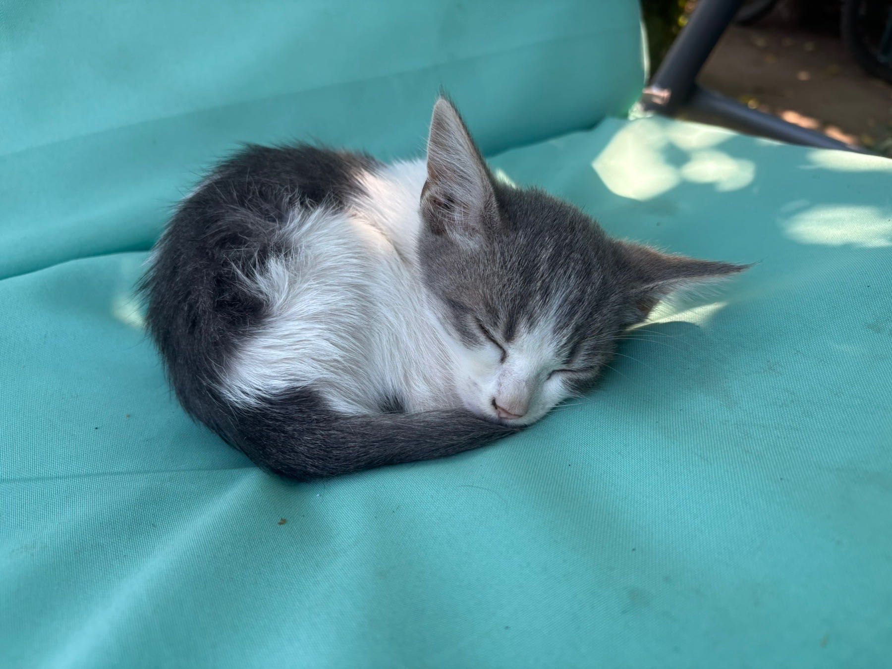 Подарявам котенца
