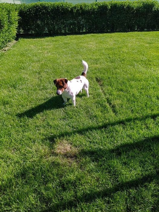 Джак Ръсел Териер