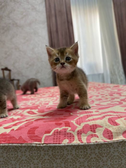 Продаются котята. Порода Шиншилла