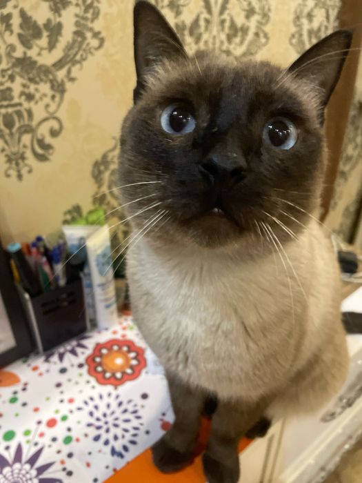 Сильно Породистый Сиамский Кот Сэм , продаем в связи с переездом