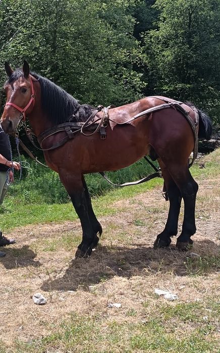 Vând două mânze sure și un armăsar