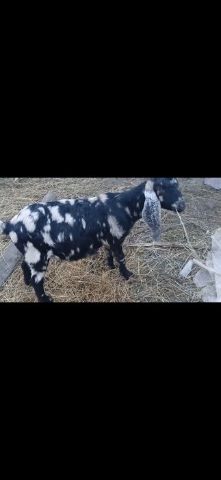 Vând țap aglo nubian