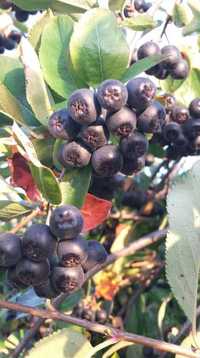 Fructe de Aronia -fructe proaspete bio/suc de Aronia natural-3L