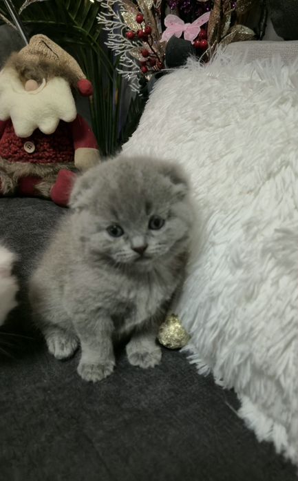 Шотландски котенца