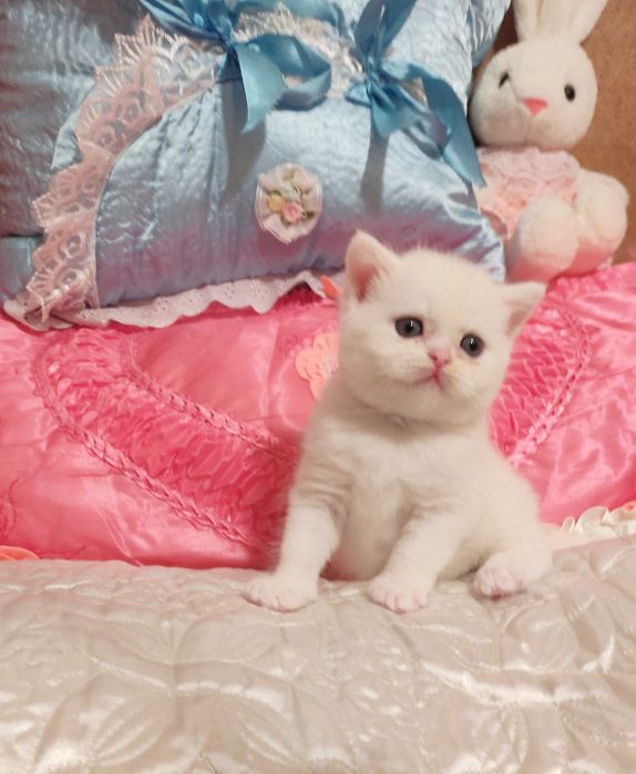 Продается шикарный белоснежный котенок девочка