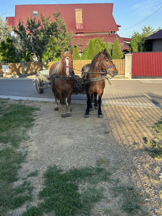 Schimb pereche de iepe