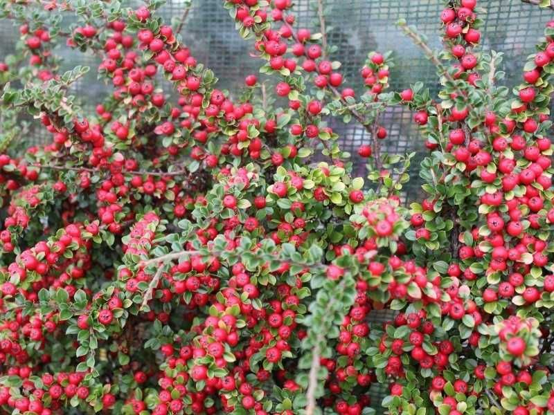 Cotoneaster dammeri barccoace Vinca variegata sau verde