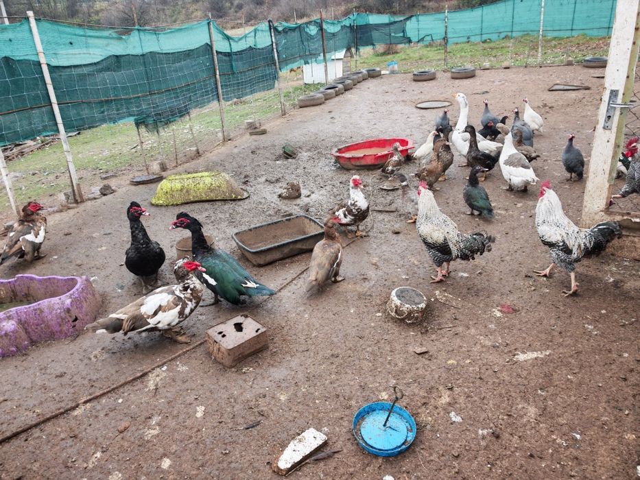 Всякакви видове пернати