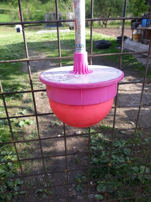 Minge săltăreață noriel