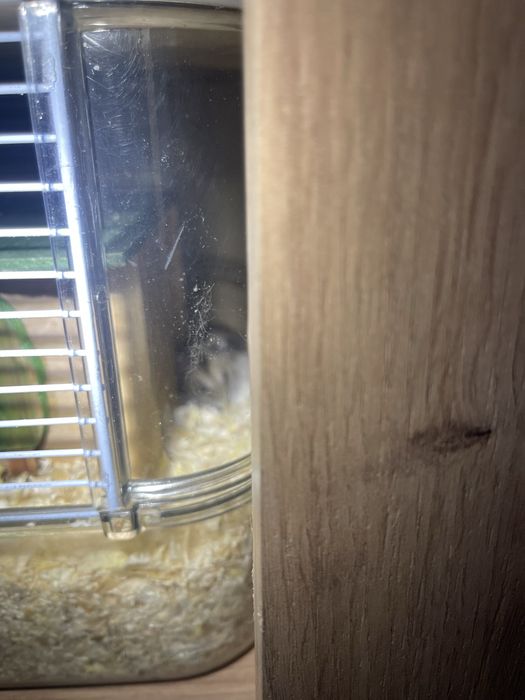 Donez hamsteri cu,cusca si accesorii