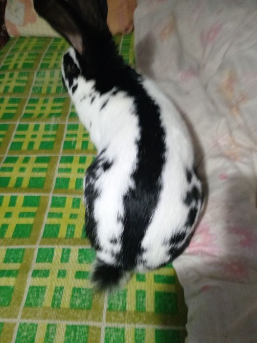 Vând fluture german pentru monta