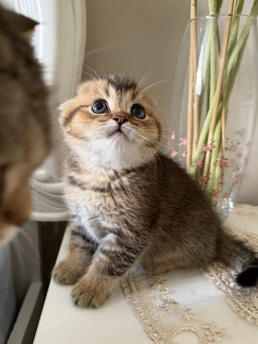 Scotish fold sogʻlom toza zotli.  Скотиш фолд здаровый чистокровный