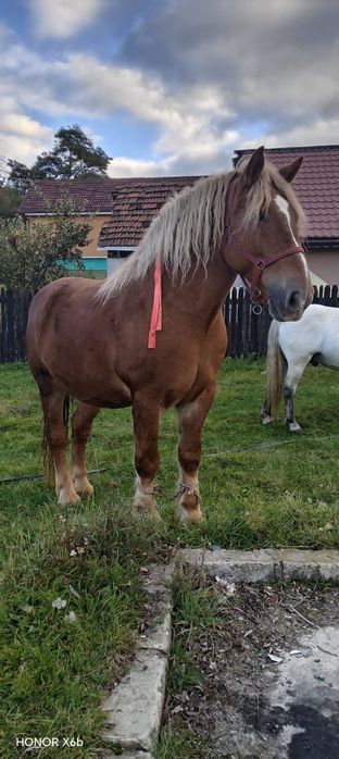 Vând   sau schimb  cal