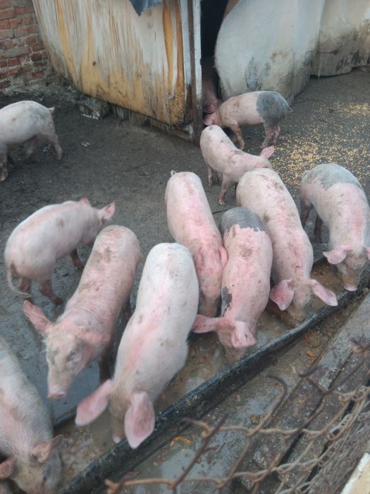 Продавам малки прасенца над 25кг одбити